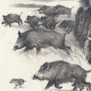 Author's signed print "Wild Boars Hunt"