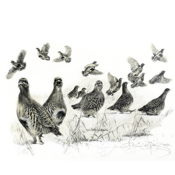 Author's print "Partridges"