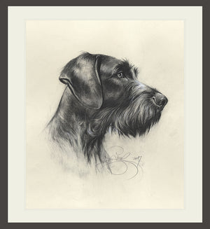 Author's print "German Wirehaired Pointer"