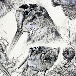 Author's print "Woodcocks"