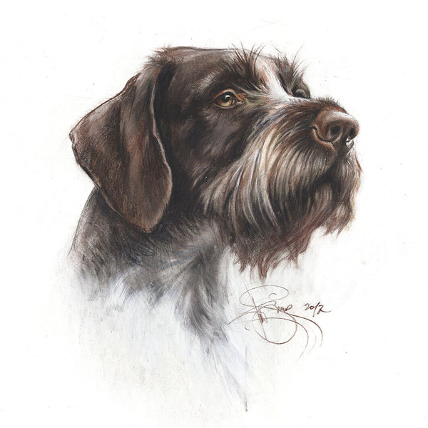 Author's print "German Wirehaired Pointer. Portrait"