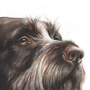 Author's print "German Wirehaired Pointer. Portrait"