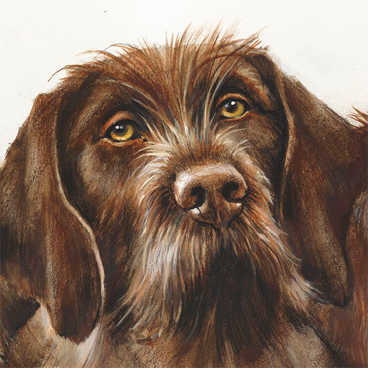 Author's print “Pudelpointer”, animal art, art print for sale - Siurha Art